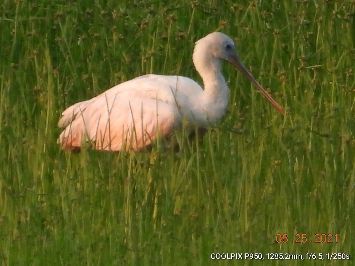 Roseate Spoonbill - ML364006561