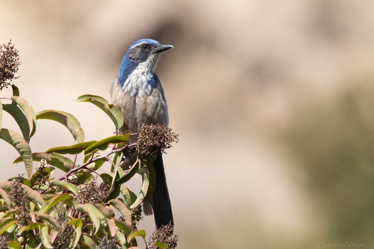 California Scrub-Jay - ML364006651