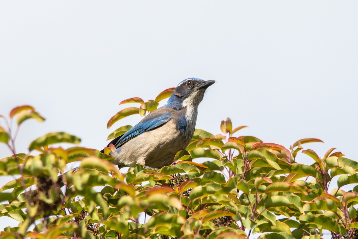 California Scrub-Jay - ML364006801