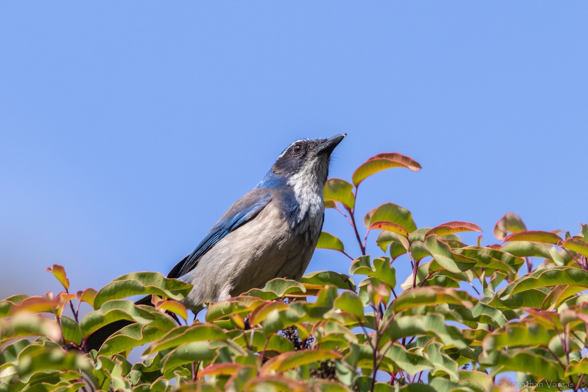 California Scrub-Jay - ML364006971