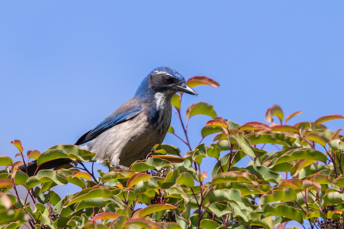 California Scrub-Jay - ML364007001