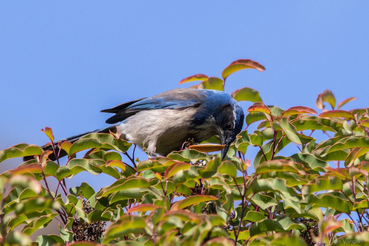 California Scrub-Jay - ML364007141