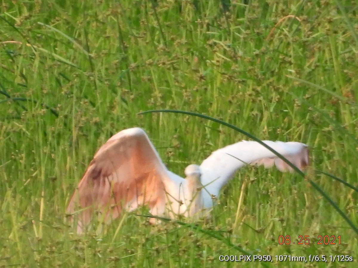 Roseate Spoonbill - ML364008271