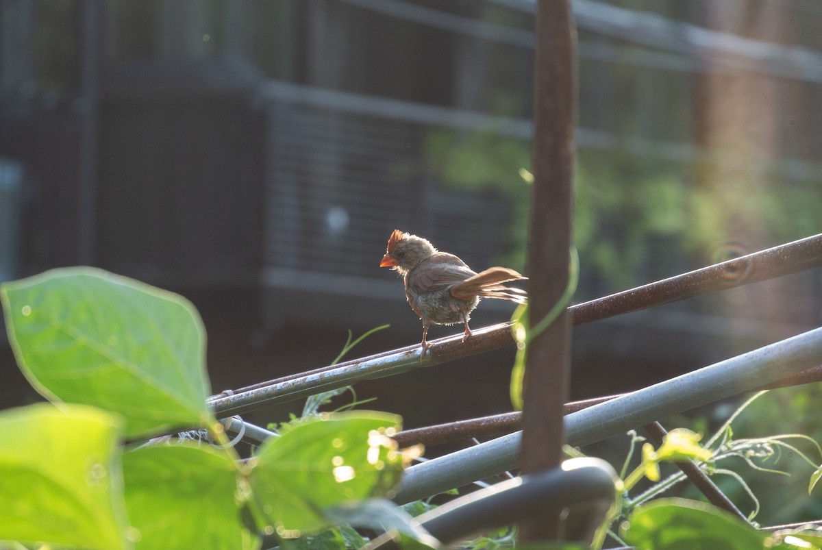 Northern Cardinal - ML364008861