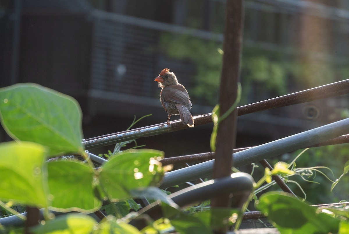 Cardinal rouge - ML364008911