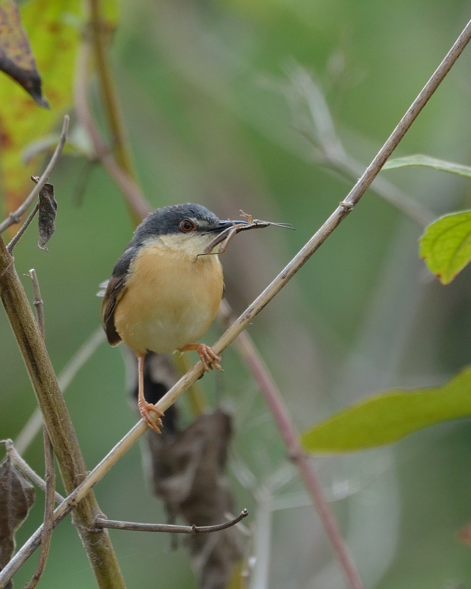 Ashy Prinia - ML36400931