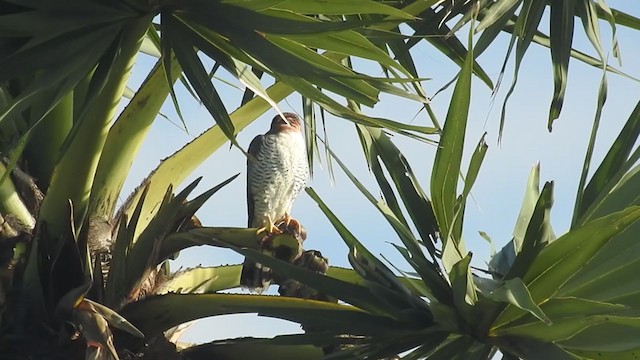 Red-necked Falcon - ML364012721