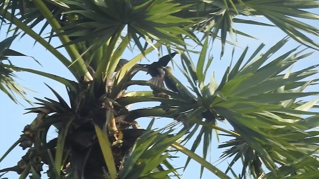 Red-necked Falcon - ML364012881