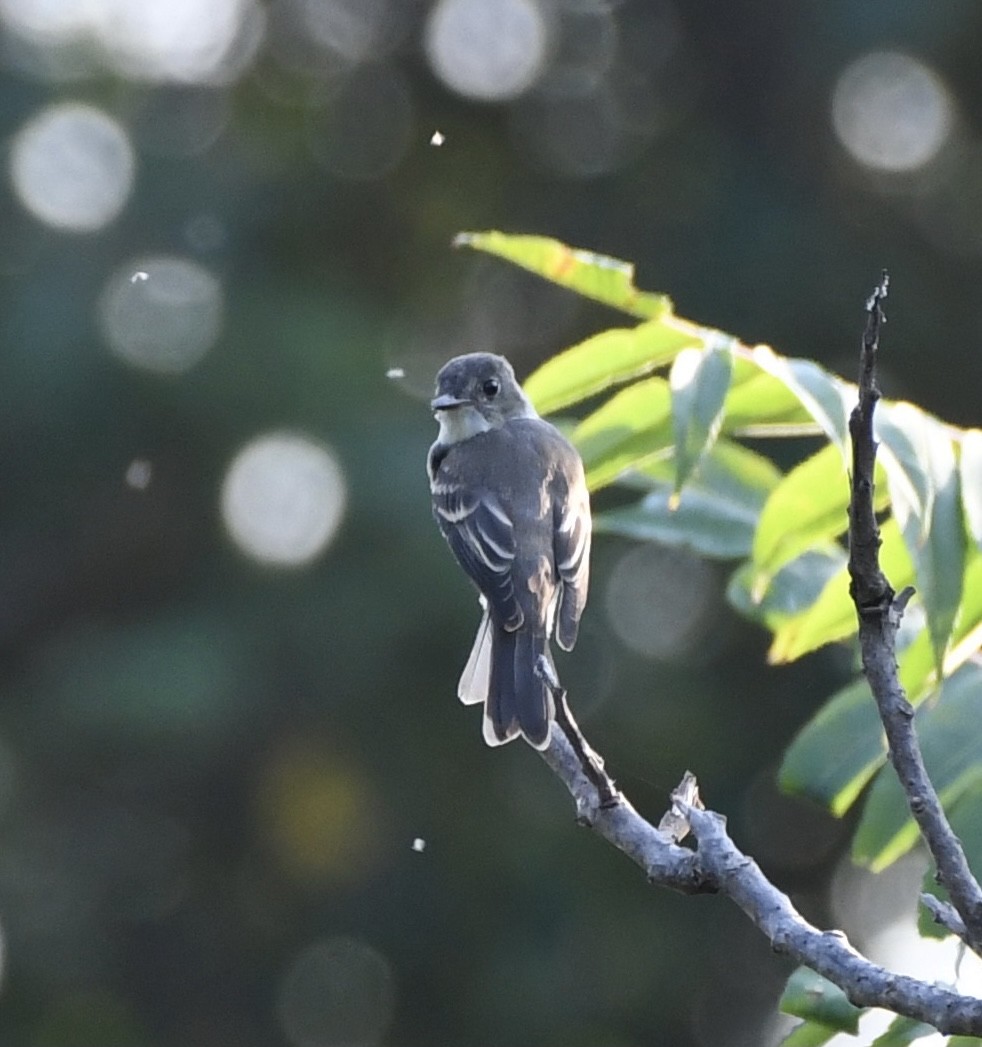 Willow Flycatcher - Brett Hillman