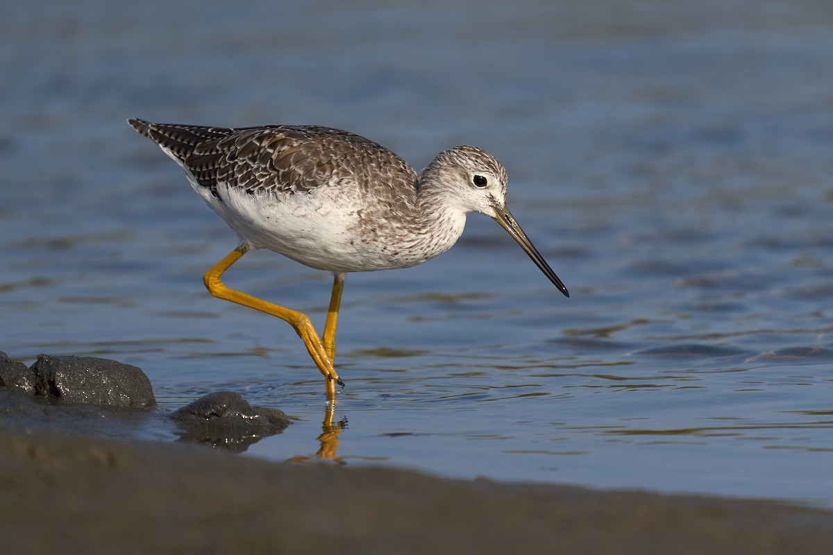 Greater Yellowlegs - Jonathan Casanova