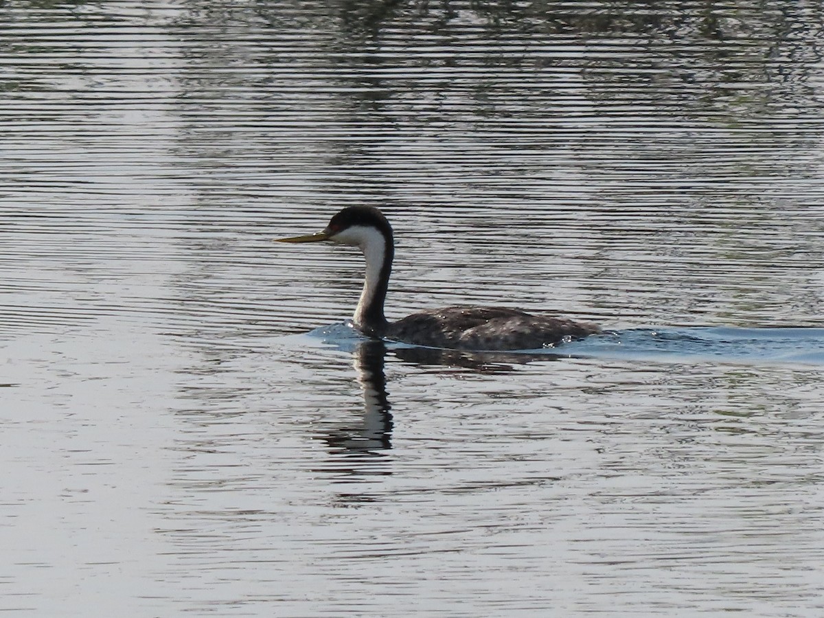 Western Grebe - Larry Siemens