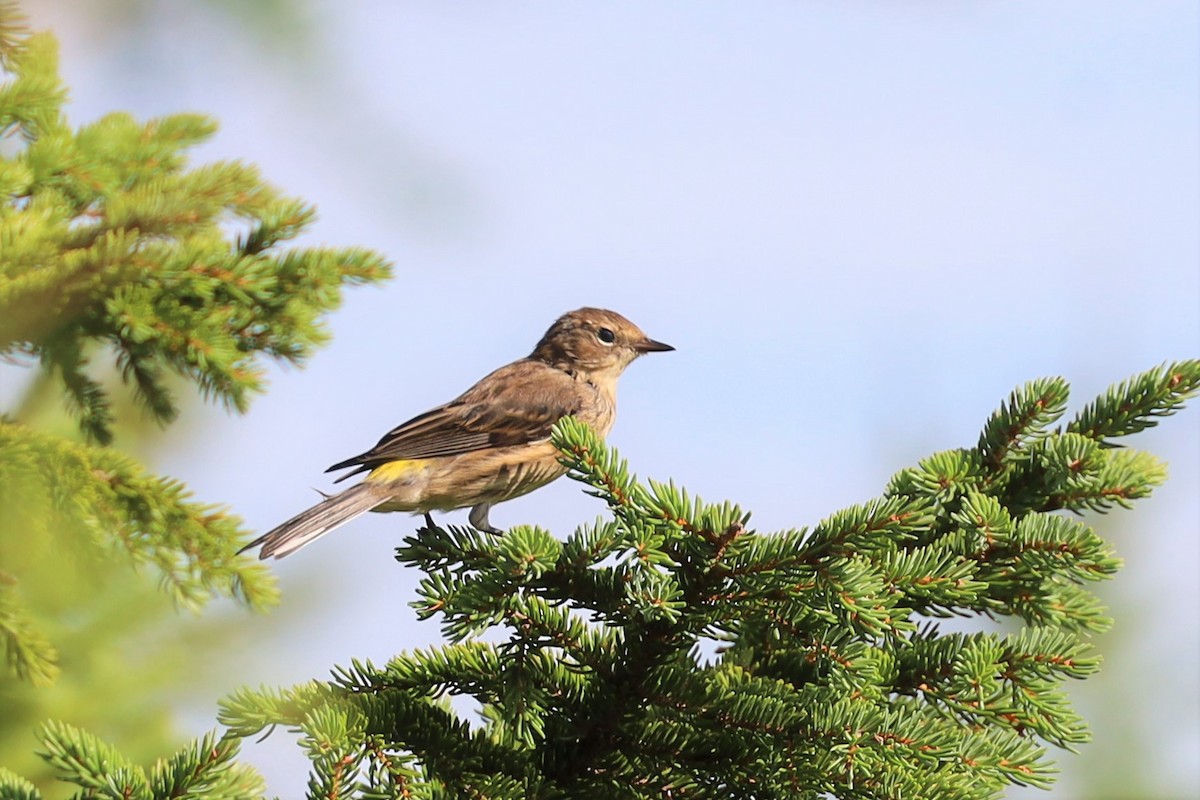 キヅタアメリカムシクイ（coronata） - ML364015171