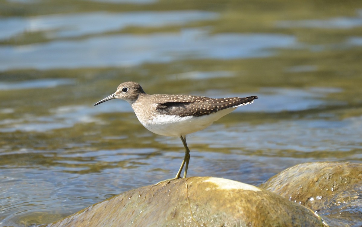 Solitary Sandpiper - ML364015841