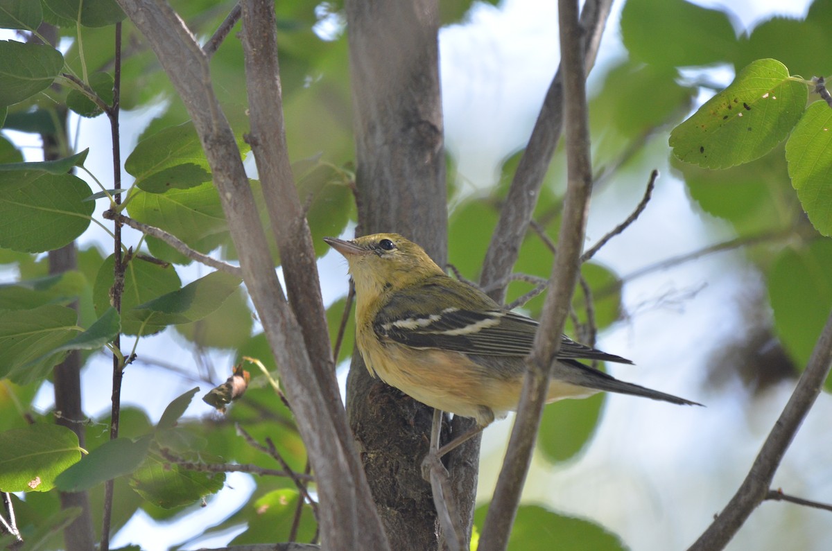 Bay-breasted Warbler - ML364016411