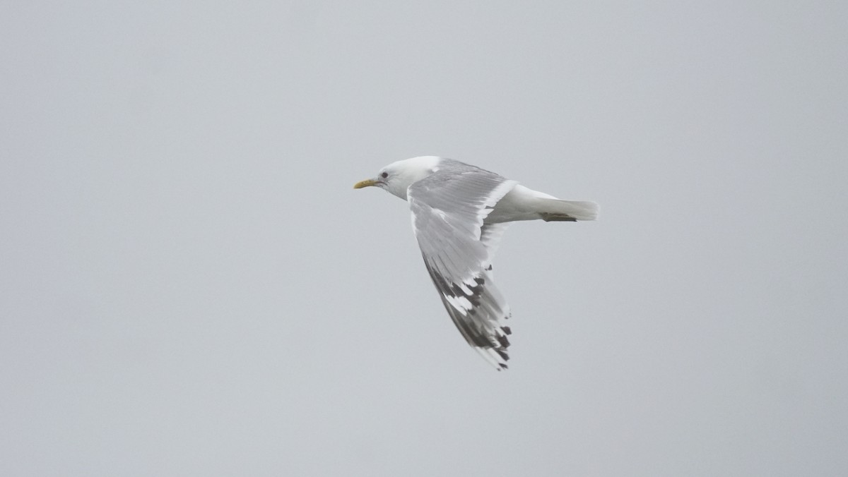 Short-billed Gull - ML364016471