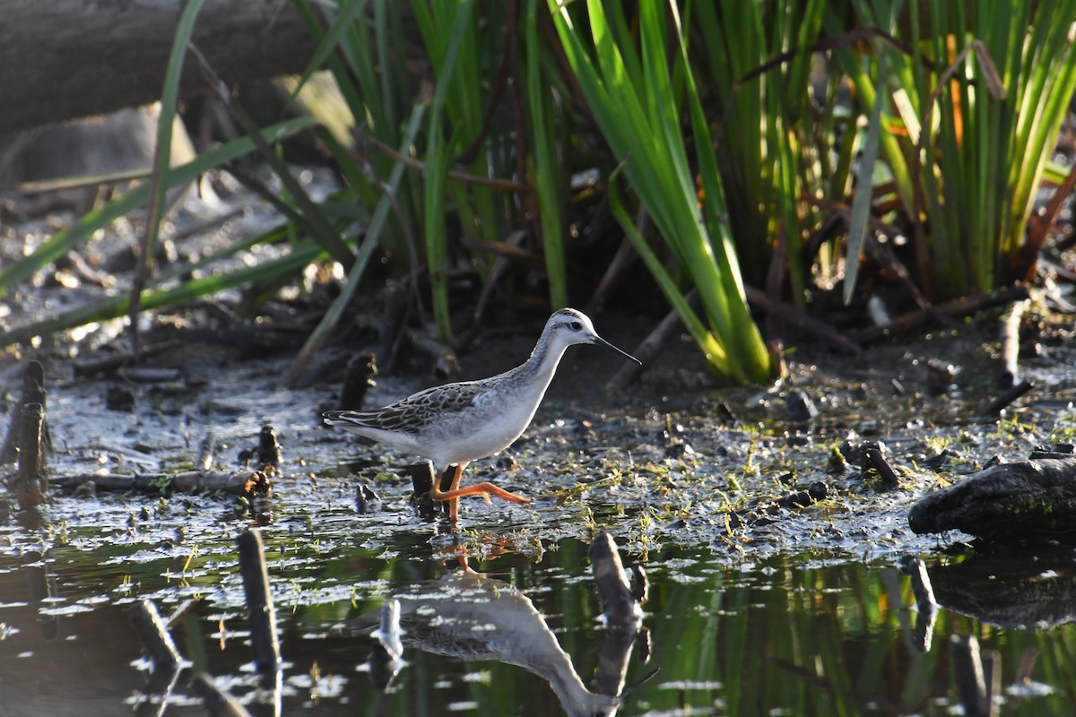 Wilson's Phalarope - ML364018221