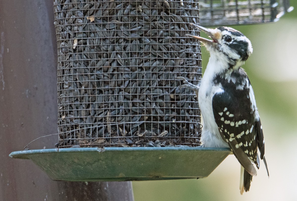 Hairy Woodpecker - Mike Birmingham