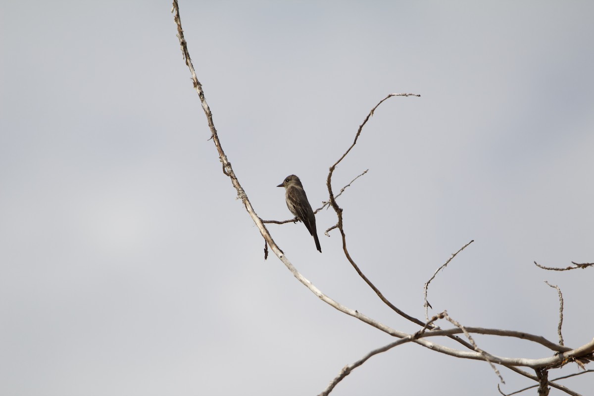 Western Wood-Pewee - ML364020871