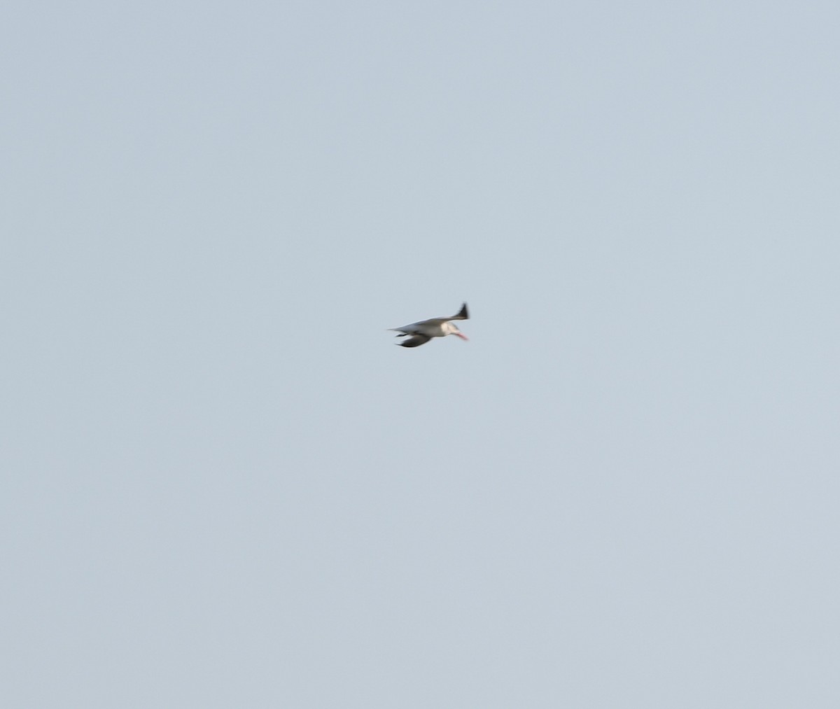 裏海燕鷗 - ML364021171