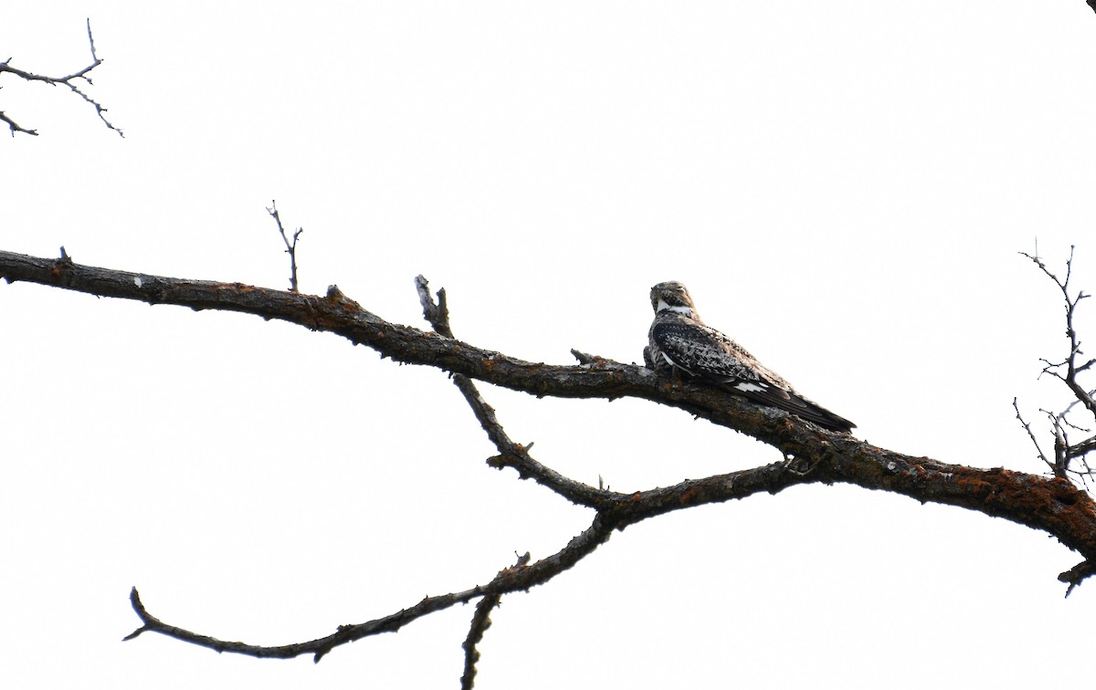 Common Nighthawk - ML364021541