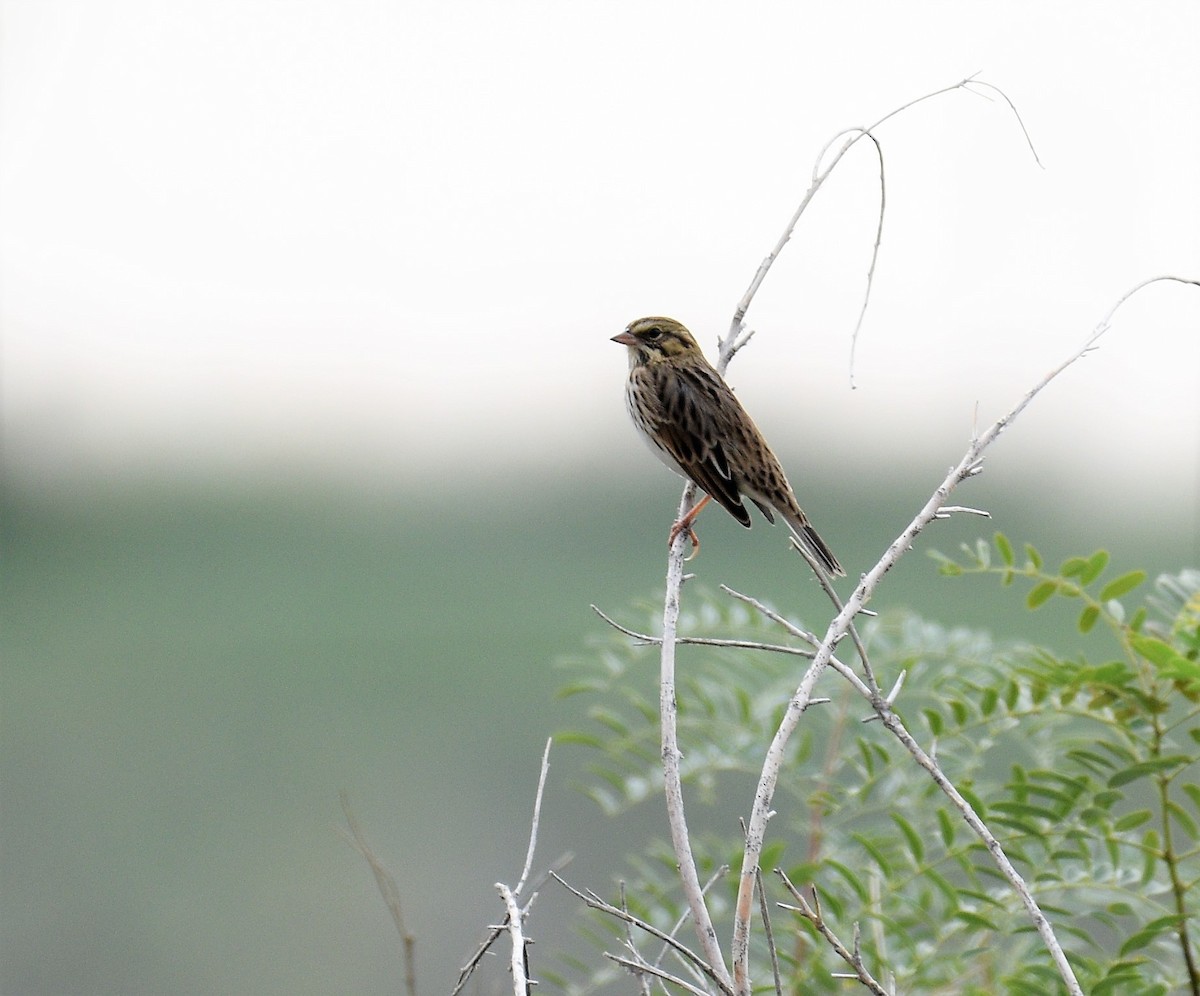 Savannah Sparrow - ML364022731