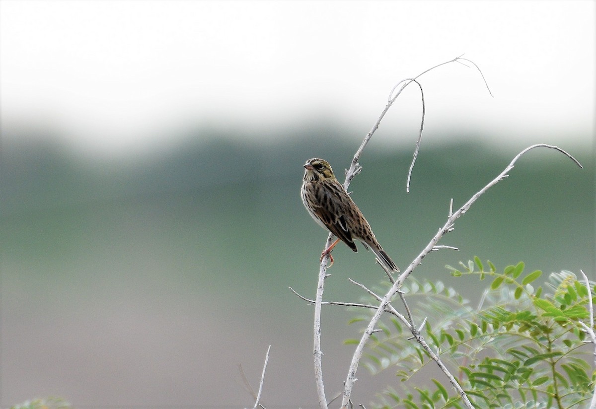 Savannah Sparrow - ML364022811