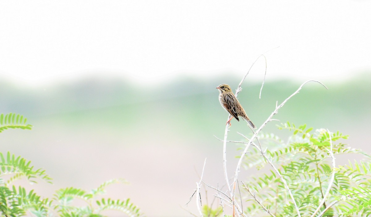 Savannah Sparrow - ML364022941