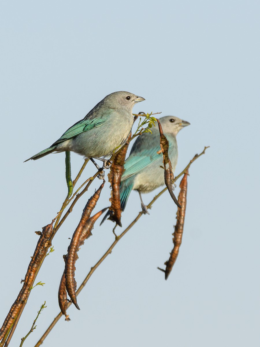 Sayaca Tanager - ML364025241