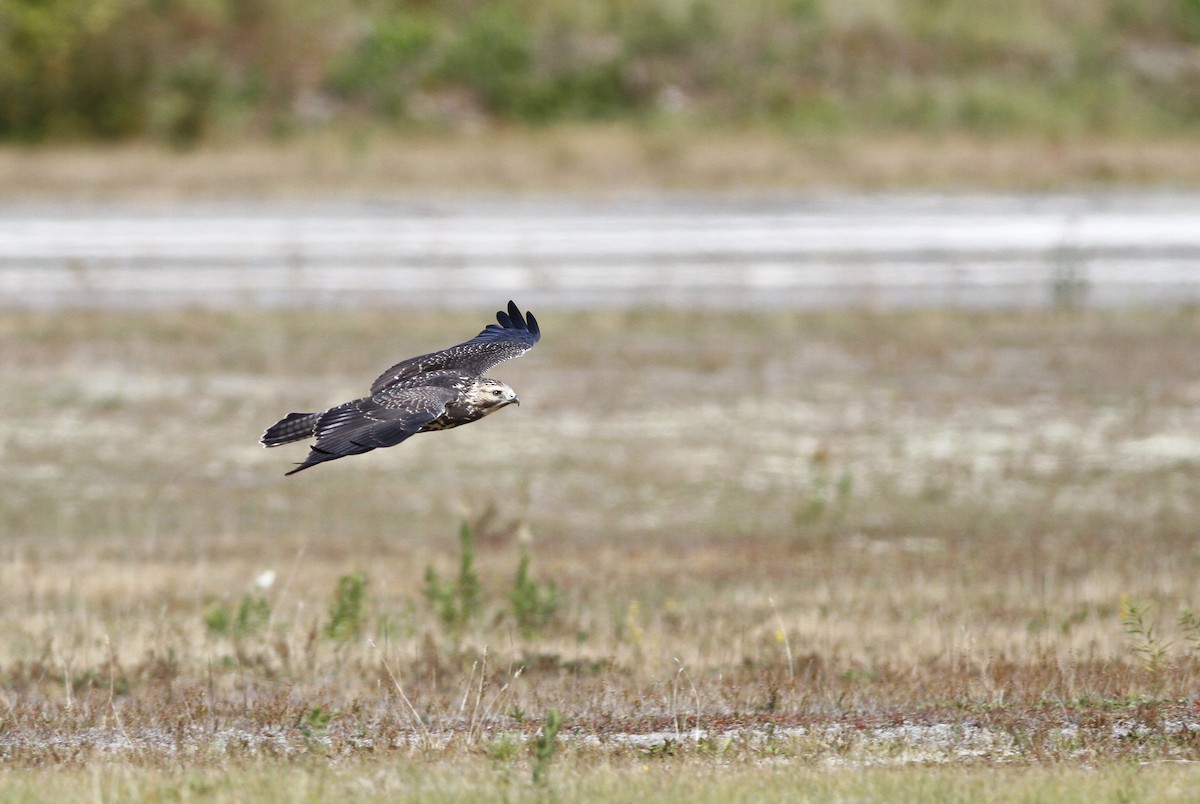 Swainson's Hawk - Kyle Lima