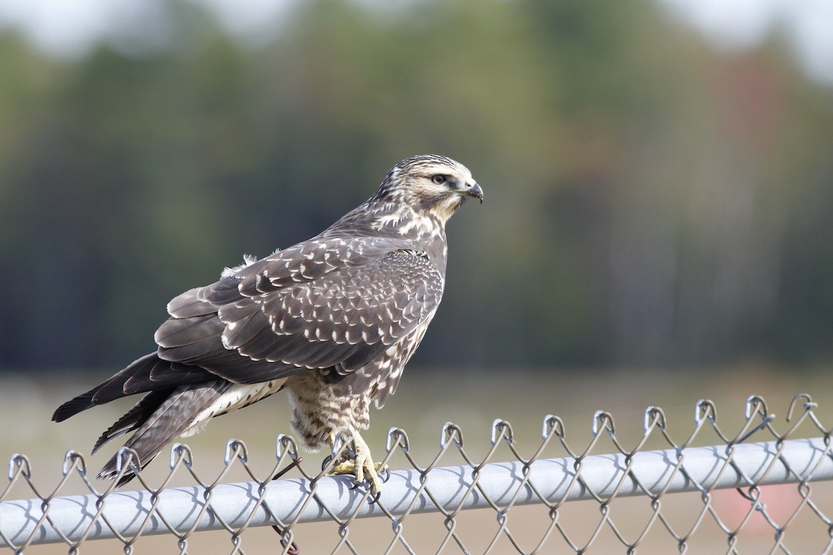 Swainson's Hawk - ML36402741