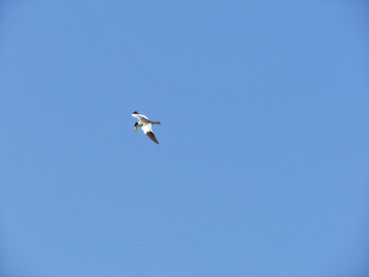 Large-billed Tern - ML364029381