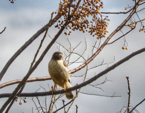 Roadside Hawk - ML364031141