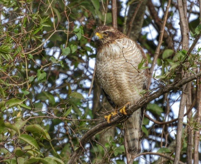 Roadside Hawk - ML364031161