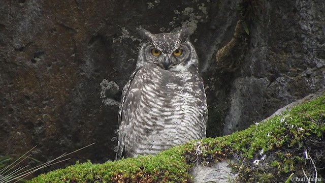 Great Horned Owl - ML364031541