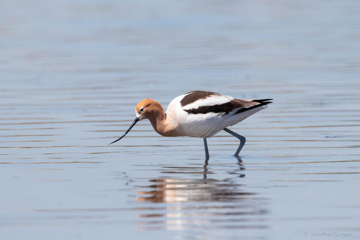 Avocette d'Amérique - ML364032631