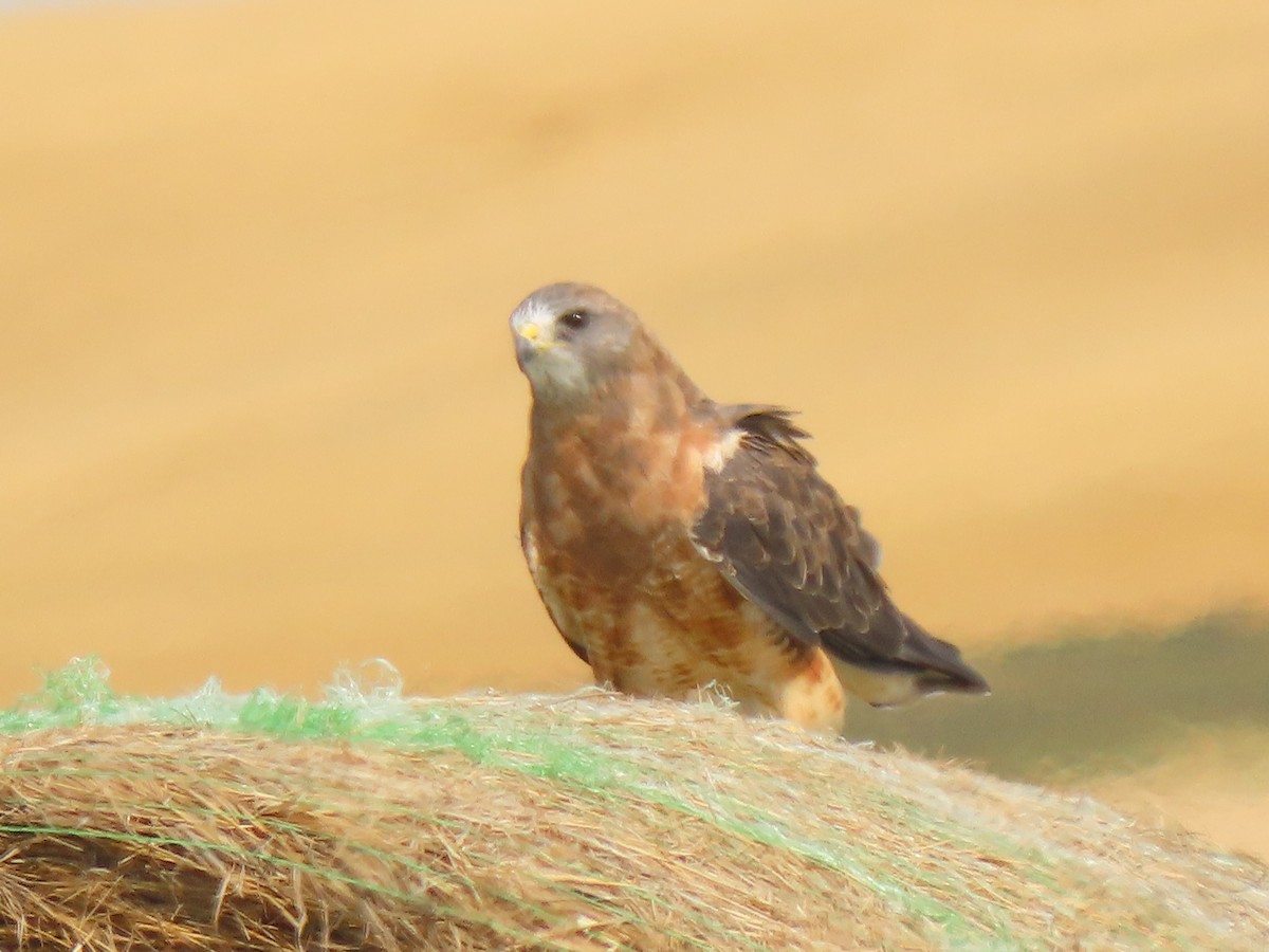 Swainson's Hawk - ML364033261