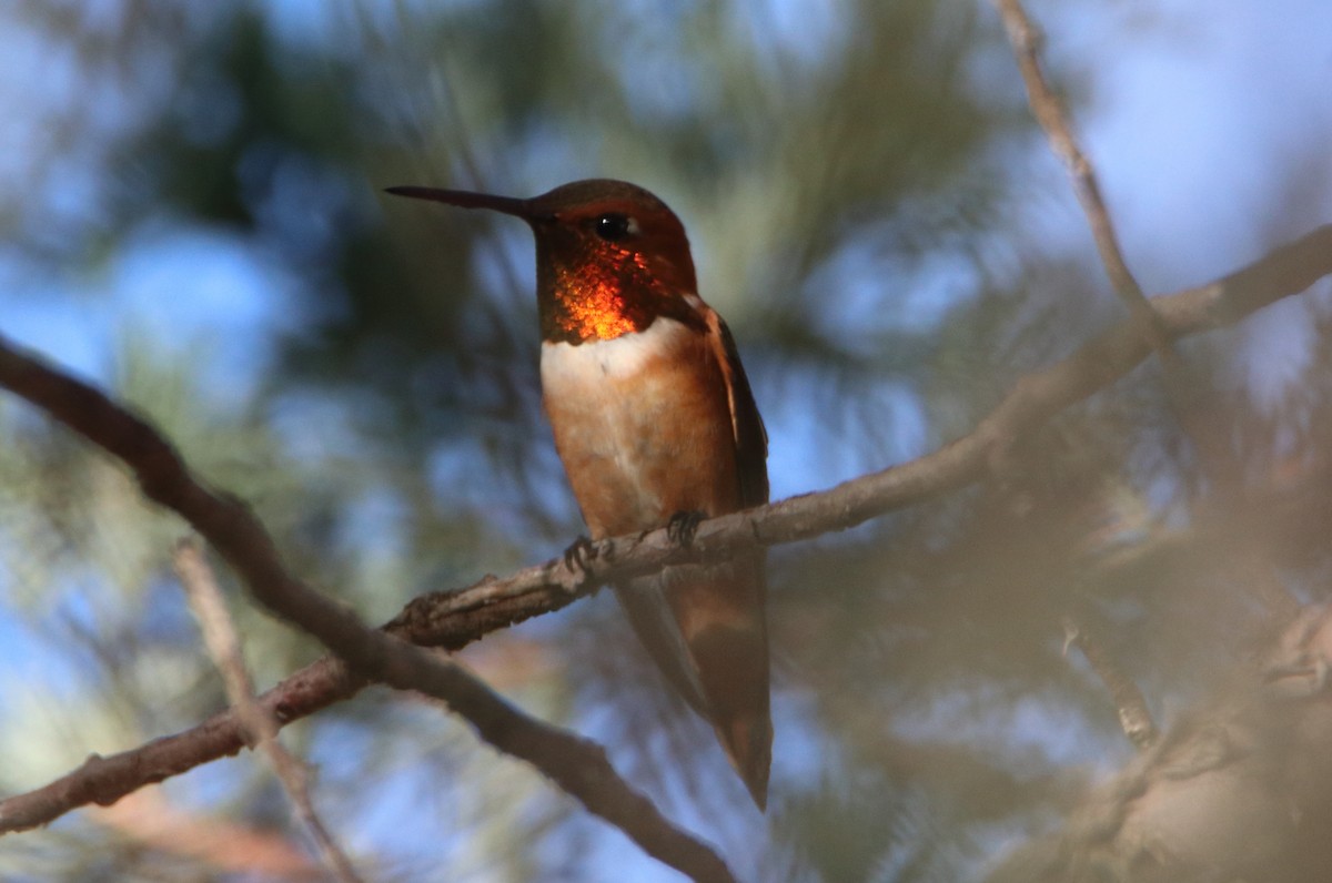 Rufous Hummingbird - ML364033301