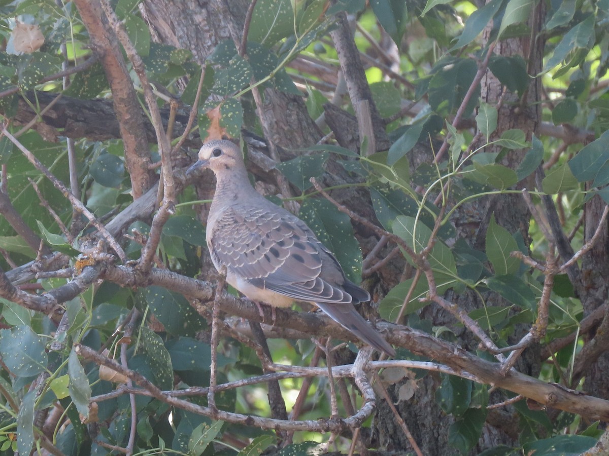 Mourning Dove - ML364033321