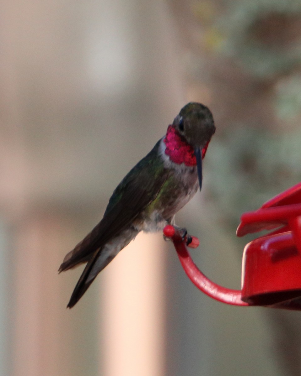 Broad-tailed Hummingbird - ML364033381