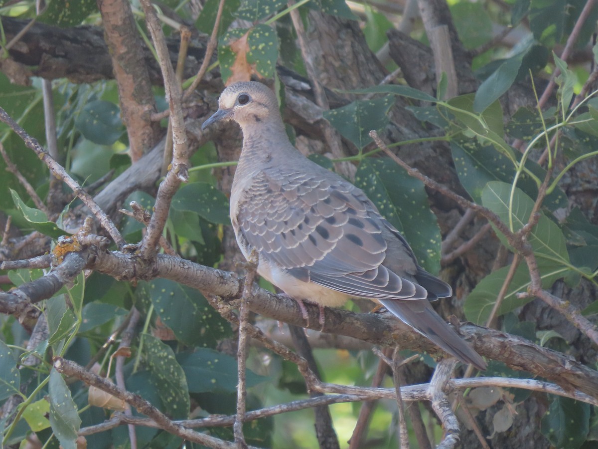 Mourning Dove - ML364033431