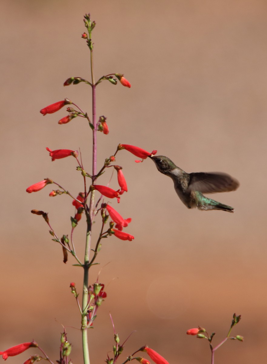 Black-chinned Hummingbird - ML364033941