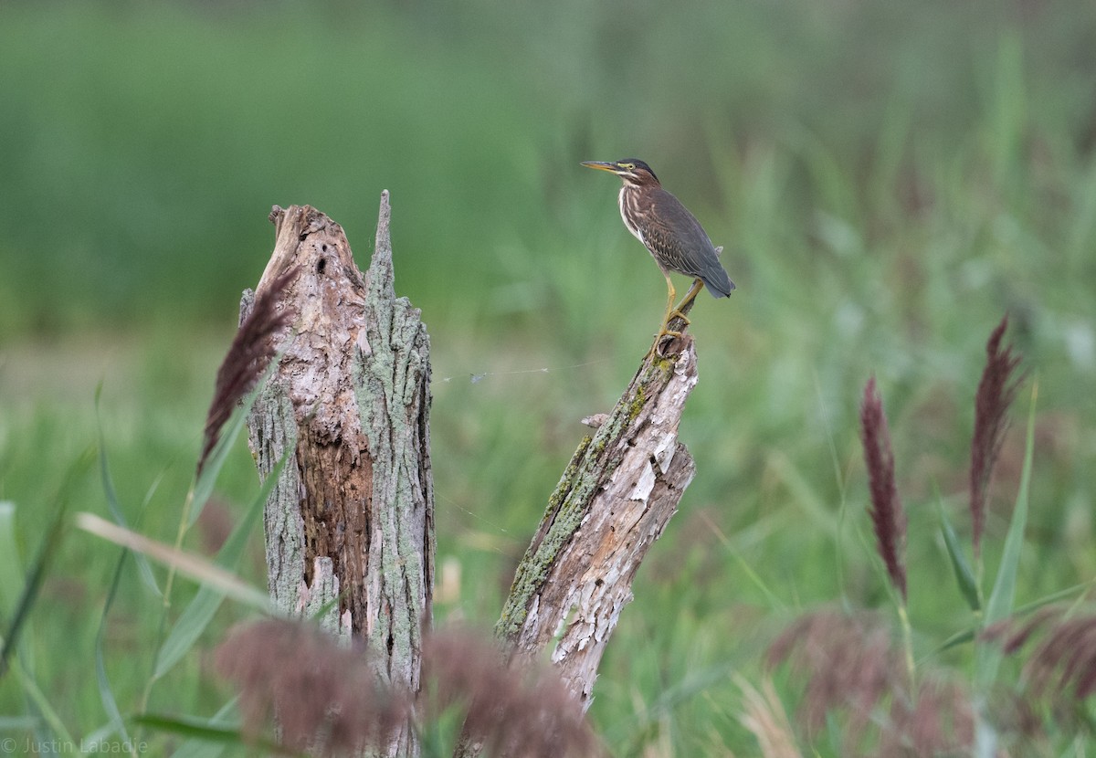 Green Heron - ML364033981