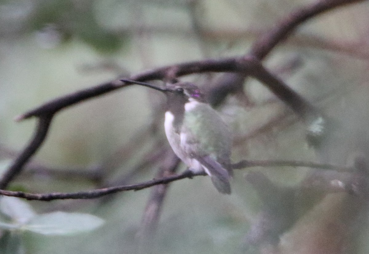 Costa's Hummingbird - ML364034091