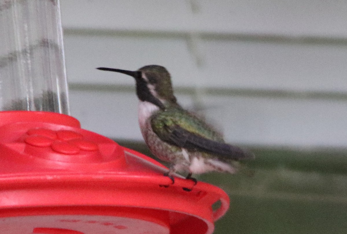 Costa's Hummingbird - ML364034131