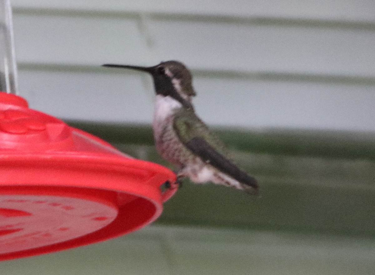 Costa's Hummingbird - ML364034221