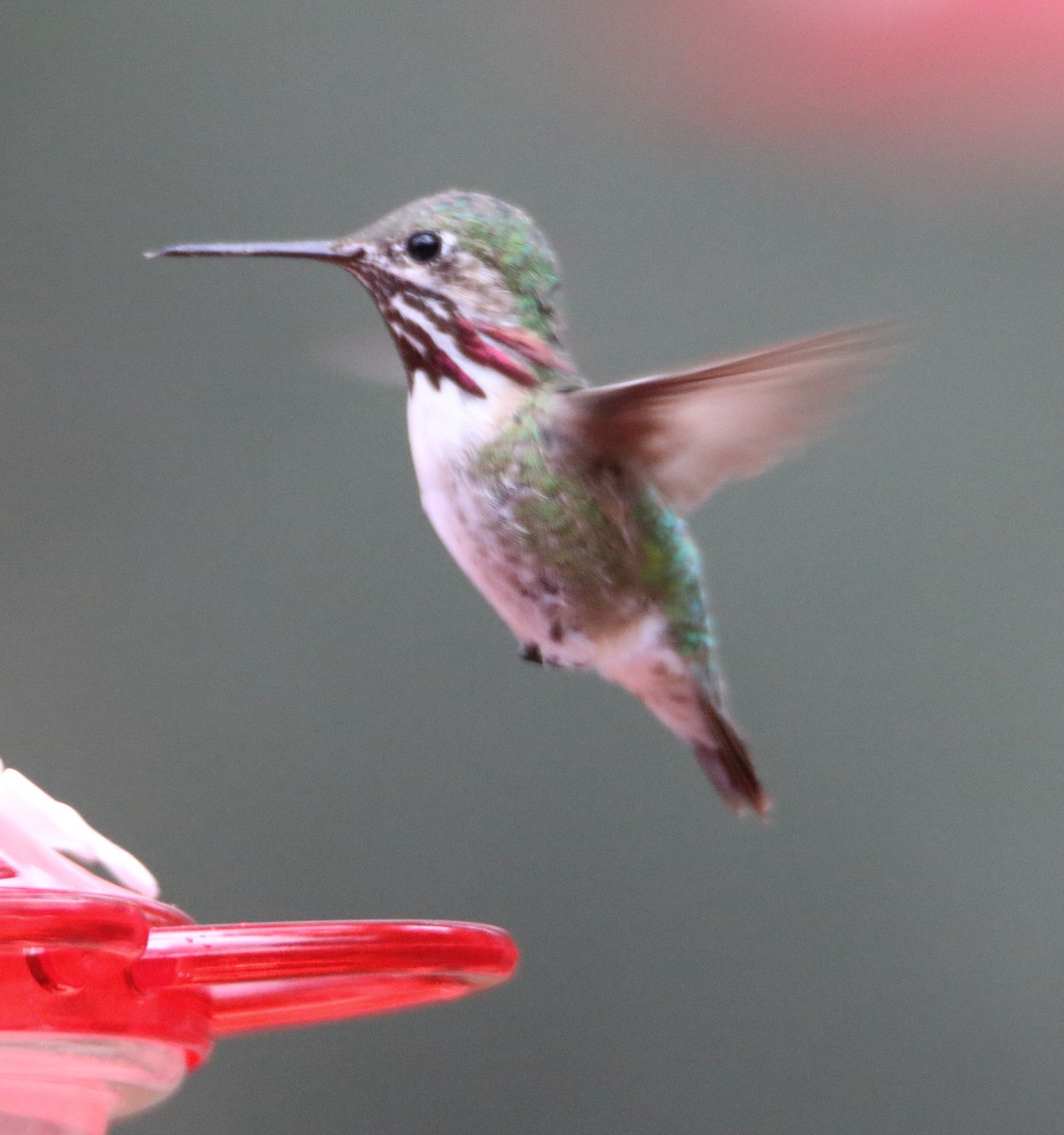 Calliope Hummingbird - ML364034301