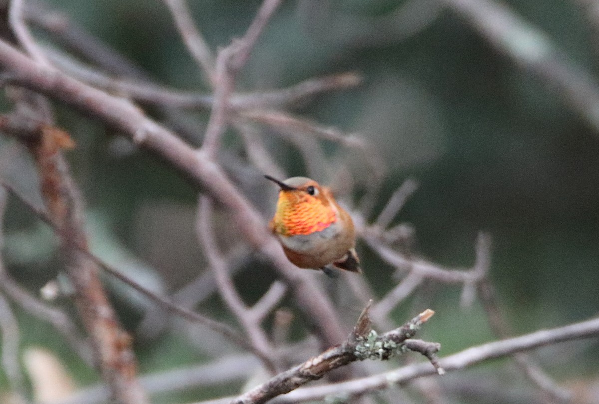 Rufous Hummingbird - ML364034511