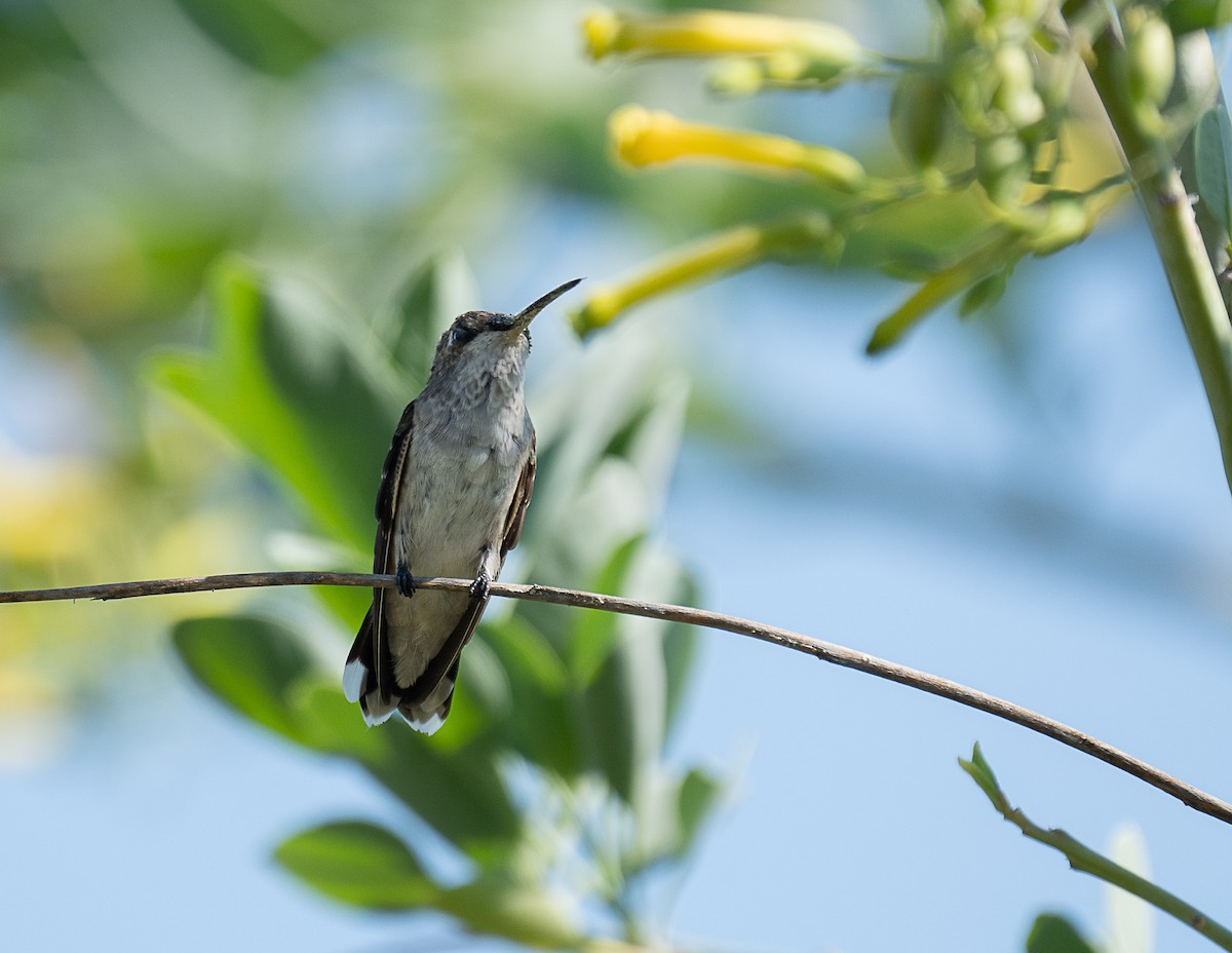 Colibrí Gorjinegro - ML364034791