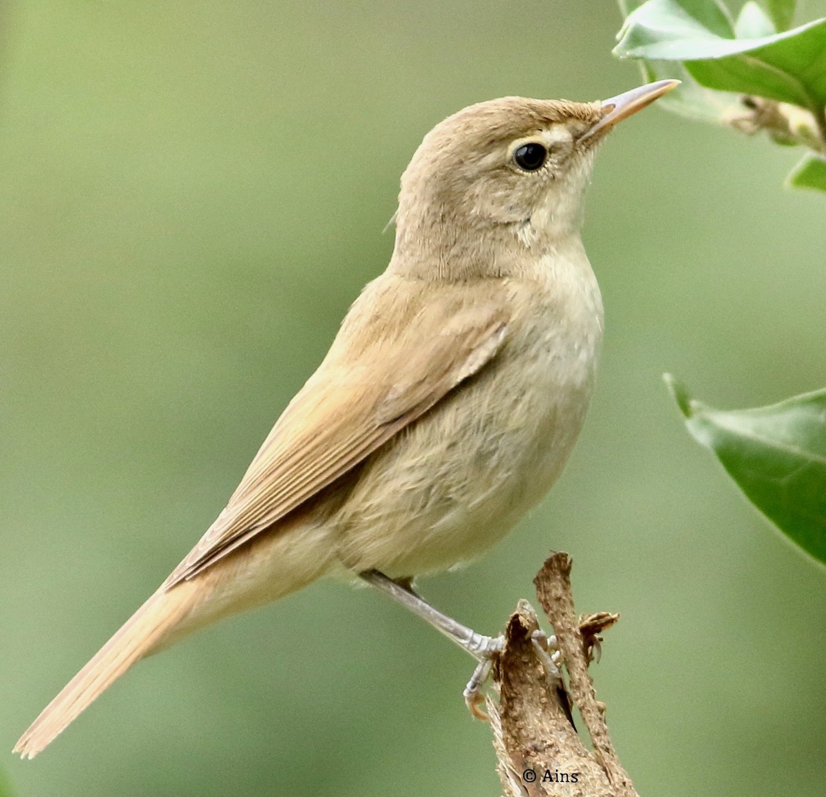 Sykes's Warbler - ML364035391