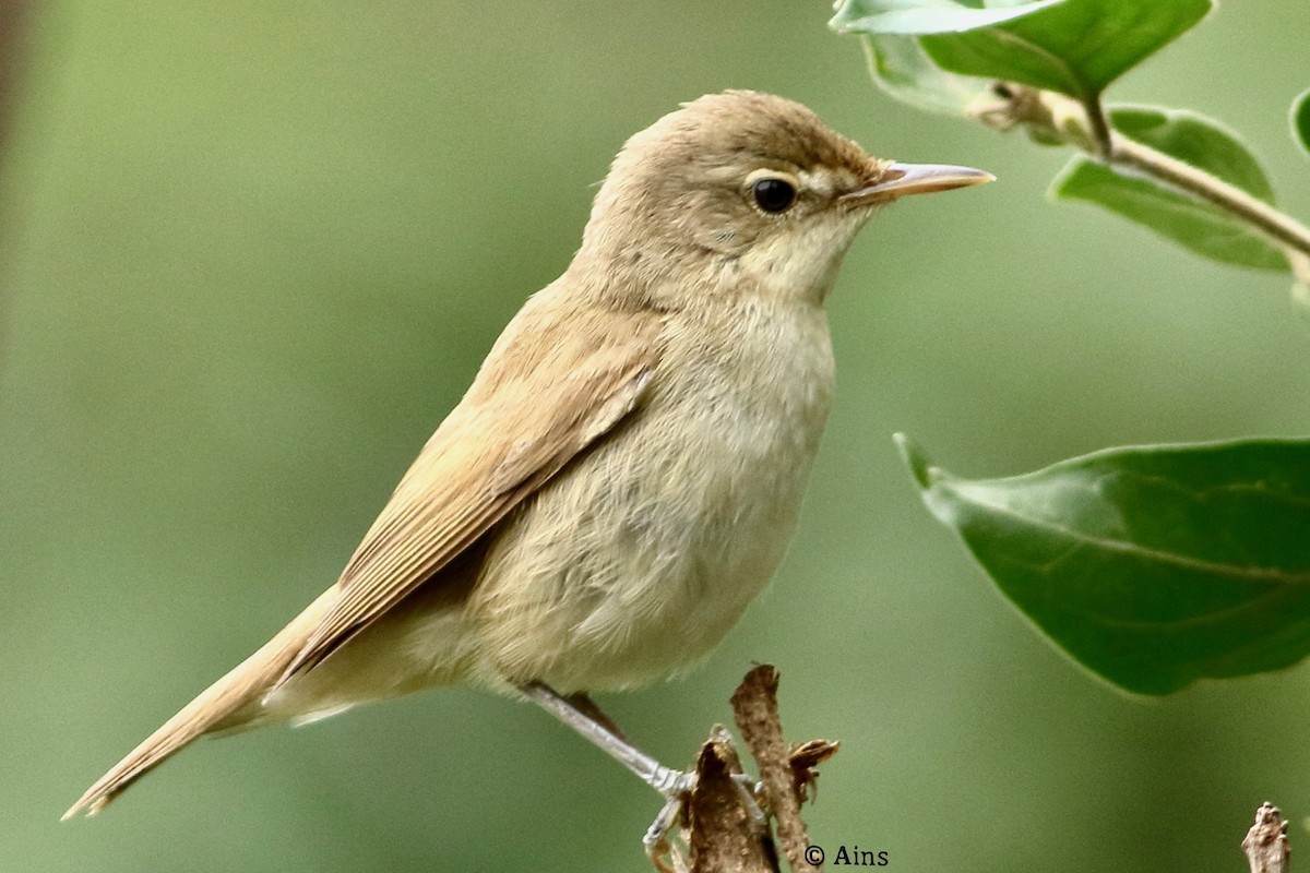 Sykes's Warbler - ML364035441